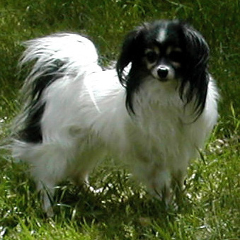 SPANIEL PITIC CONTINENTAL